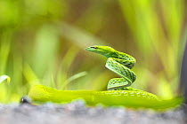 Green vine snake (Oxybelis fulgidus) Sabah, Malaysian Borneo