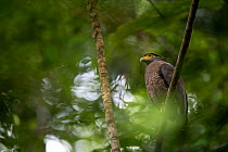 Crested serpent eagle (Spilornis cheela) Sabah, Malaysian Borneo