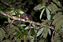 Small-toothed palm civet (Arctogalidia trivirgata) walkings along a tree branch. Sabah, Malaysian Borneo