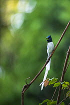 Blyth&#39;s paradise flycatcher (Terpsiphone affinis) male calling, Sabah, Malaysian Borneo