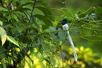 Blyth&#39;s paradise flycatcher (Terpsiphone affinis) male calling, Sabah, Malaysian Borneo