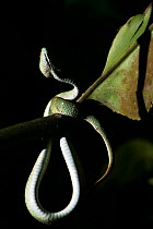 Bornean keeled pit viper (Tropidolaemus subannulatus) Sabah, Malaysian Borneo