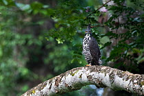 Blyth&#39;s hawk-eagle (Nisaetus alboniger) Sabah, Malaysian Borneo