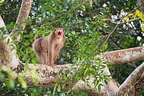 Southern pig-tailed macaque (Macaca nemestrina) male yawning, Sabah, Malaysian Borneo