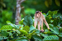 Southern pig-tailed macaque (Macaca nemestrina) Sabah, Malaysian Borneo
