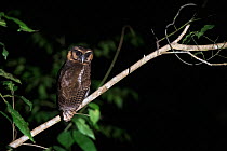 Brown wood owl (Strix leptogrammica) Sabah, Malaysian Borneo