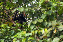 Bornean gibbon (Hylobates muelleri) resting, Sabah, Malaysian Borneo
