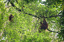 Orangutan (pongo pygmaeus) wild female and her juvenile offspring feed on the fruit of a tree. Sabah, Malaysian Borneo