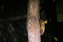 Sunda colugo (Galeopterus variegatus) climbing a tree trunk. Sabah, Malaysian Borneo