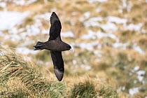 White-chinned petrel (procellaria aequinoctialis) flying over Stromness Bay, South Georgia Island