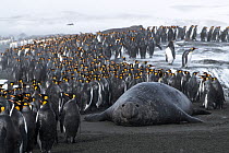 King penguins (Aptenodytes patagonicus) congregate on the beach, seeking a safe point to go into the sea, with male Southern elephant seals (Mirounga leonina) blocking their path. St Andrew&#39;s Bay,...
