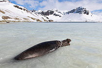 Southern elephant seal (Mirounga leonina) male, rests and yawns in shallow water, surrounded by floating ice. Stromness Bay, South Georgia Island