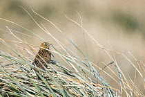 South Georgia pipit (Anthus antarcticus) in it&#39;s natural tussock grass habitat. Prion Island, South Georgia Island