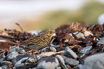 South Georgia pipit (Anthus antarcticus) searching for insects to feed on. Prion Island, South Georgia Island