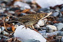South Georgia pipit (Anthus antarcticus) searching for insects to feed on. Prion Island, South Georgia Island