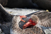 Two blood covered Northern Giant petrels (Macronectes halli) have a brief skirmish over feeding rights on a dead Southern elephant seal (Mirounga leonina) pup. Gold Harbour, South Georgia Island