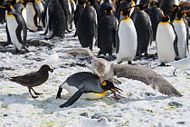 Northern giant petrel (Macronectes halli) killing a wounded King penguin (Aptenodytes patagonicus), with a Brown skua (Stercorarius antarcticus) waiting to take advantage of the feeding opportunity. G...