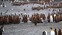 Northern giant petrel (Macronectes halli) confronts a King penguin (Aptenodytes patagonicus) chick, to determine if an attack is possible. St Andrew&#39;s Bay, South Georgia Island