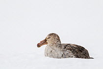 Northern giant petrel (Macronectes halli) rests on the snow. St Andrew&#39;s Bay, South Georgia Island