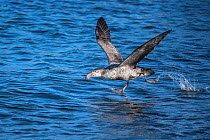Northern giant petrel (Macronectes halli) running to gain speed for take off. Prion Island, South Georgia Island
