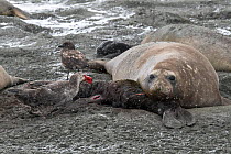 Northern giant petrel (Macronectes halli) feeds on a dead Southern elephant seal (Mirounga leonina) pup, without the pups mother realising that it has died. St Andrew&#39;s Bay, South Georgia Island
