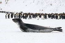 Leopard seal (Hydrurga leptonyx) rests, with King penguins (Aptenodytes patagonicus) in the background. Right Whale Bay, South Georgia Island