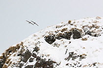 A pair of Light-mantled Sooty albatross (Phoebetria palpebrata) perform a courtship display with a synchronised flight. Right Whale Bay, South Georgia Island