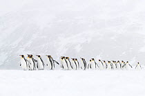 King penguins (Aptenodytes patagonicus) commute to their breeding colony during a snow storm. St Andrew&#39;s Bay, South Georgia Island