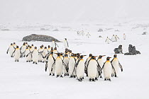 King penguins (Aptenodytes patagonicus) commute to their breeding colony during a snow storm. St Andrew&#39;s Bay, South Georgia Island