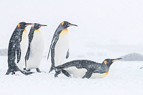 King penguins (Aptenodytes patagonicus) commute to their breeding ccolony during a snow storm. St Andrew&#39;s Bay, South Georgia Island