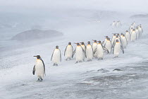 King penguins (Aptenodytes patagonicus) commute along the coastline during a blizzard. St Andrew&#39;s Bay, South Georgia Island