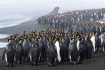 King penguins (Aptenodytes patagonicus) congregate on the beach, seeking a safe point to go to sea. St Andrew&#39;s Bay, South Georgia Island