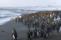 King penguins (Aptenodytes patagonicus) congregate on the beach, seeking a safe point to go to sea. St Andrew&#39;s Bay, South Georgia Island