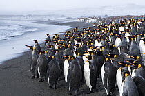 King penguins (Aptenodytes patagonicus) congregate on the beach, seeking a safe point to go into the sea. St Andrew&#39;s Bay, South Georgia Island