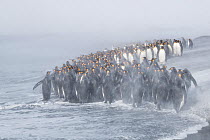 King penguins (Aptenodytes patagonicus) congregate on the beach, seeking a safe point to go to sea, as storm winds obscure the birds with wind driven spindrift. St Andrew&#39;s Bay, South Georgia Isla...
