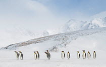 King penguins (Aptenodytes patagonicus) commute to their breeding colony during a storm. St Andrew&#39;s Bay, South Georgia Island