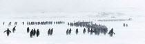 King penguins (Aptenodytes patagonicus) congregate in winding columns seeking shelter, as winds blow spindrift and a blizzard sets in. St Andrew&#39;s Bay, South Georgia Island