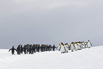 Two groups of King penguins (Aptenodytes patagonicus) walking in opposite directions pass each other. Right Whale Bay, South Georgia Island