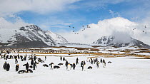 King penguins (Aptenodytes patagonicus) congregate to rest, while a flock of South Georgia pintail (Anas georgica georgica) fly overhead. St Andrew&#39;s Bay, South Georgia Island