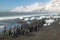 King penguins (Aptenodytes patagonicus) walking along the ice strewn beach. Salisbury plain, South Georgia Island