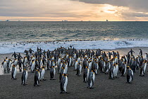 King penguins (Aptenodytes patagonicus) congregate on the beach, and then go to sea. St Andrew&#39;s Bay, South Georgia Island
