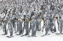 King penguins (Aptenodytes patagonicus) gather in a tight group, seeking shelter from each other during a blizzard. Occasionally the upwind birds, bearing the worst of the storm, relocate on the outsi...