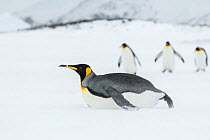 King penguin (Aptenodytes patagonicus) toboggans. Fortuna Bay, South Georgia Island