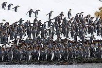 King penguins (Aptenodytes patagonicus) congregate on the coast, before going to sea. Right Whale Bay, South Georgia Island