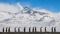King penguins (Aptenodytes patagonicus) commute to their breeding colony in single file.. St Andrew&#39;s Bay, South Georgia Island