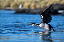 Imperial shag (Leucocarbo atriceps) taking off from Stromness Bay, South Georgia Island