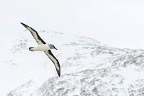 Grey-headed albatross (Thalassarche chrysostoma) flying over Elsehul Bay, South Georgia Island