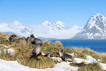 Antarctic fur seals (Arctocephalus gazella) resting on mounds of tussock grass surrounded by snow, Prion Island, South Georgia Island