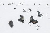 Antarctic fur seals (Arctocephalus gazella) play with each other during heavy snow fall, with King penguins (Aptenodytes patagonicus) in the background. St Andrew&#39;s Bay, South Georgia Island.