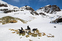 Antarctic fur seals (Arctocephalus gazella) resting on mounds of tussock grass surrounded by snow, Fortuna Bay, South Georgia Island